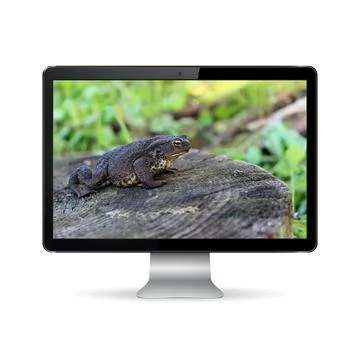 Computer display isolated on white with frog on screen Stock Photos