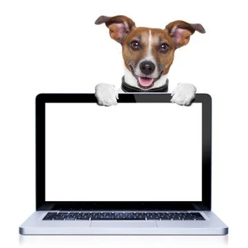 Computer dog Stock-Fotos