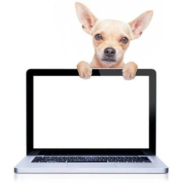 Computer dog Foto stock