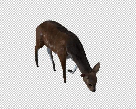 Computer generated 3d illustration of a deer Stock Illustration