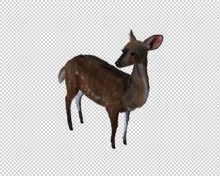 Computer generated 3d illustration of a deer Stock Illustration