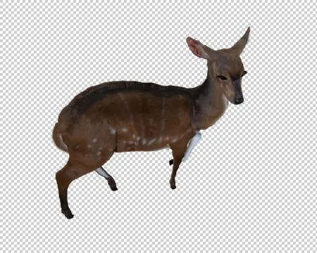 Computer generated 3d illustration of a deer Stock Illustration