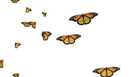Computer generated butterflies 스톡 동영상 35581484