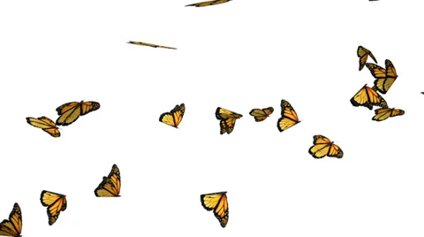 Computer generated butterflies Video stock 35581507