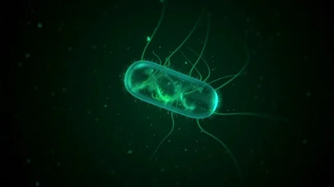 Computer generated E. Coli bacteria floating Video stock 115271553