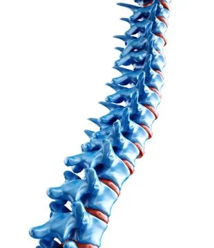 Computer generated medical illustration of a human spine Illustrazione stock