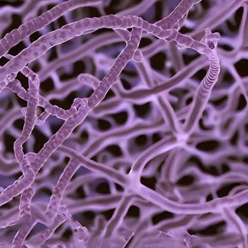 Computer generated multiple virus bacteria floating in a cellular environment Stock Illustration