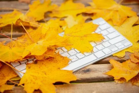 Computer keyboard and maple leaves on table Stock Photos