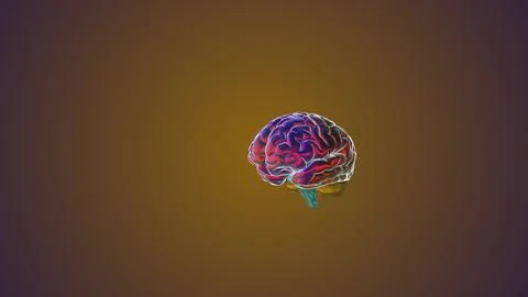 Computer model of a human brain Stock Illustration