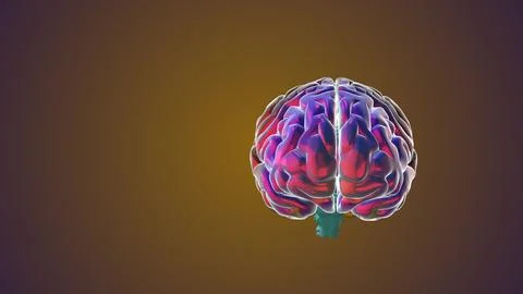 Computer model of a human brain Stock Illustration