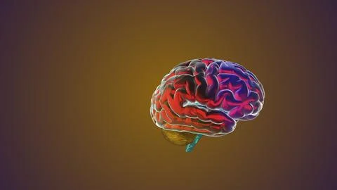 Computer model of a human brain Stock Illustration