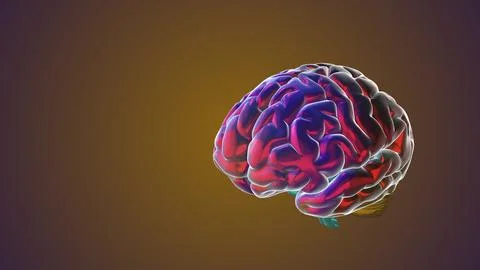 Computer model of a human brain Stock Illustration
