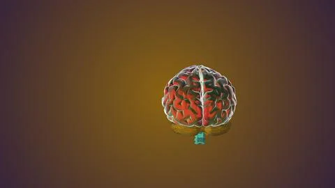 Computer model of a human brain Stock Illustration