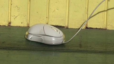 Computer mouse get into wooden mice trap on wooden floor. 4K Stock Footage 72280540