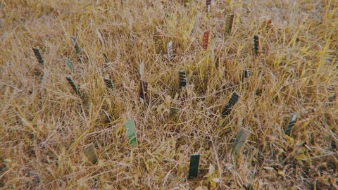 Computer parts RAM (Random access memory) are growing in ground between Stock Footage 116080540