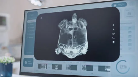 Computer Screen in Veterinary Clinic Stock Footage 232587715