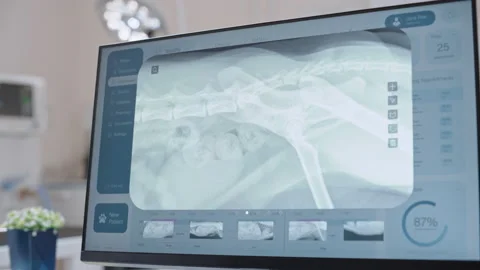 Computer Screen in Veterinary Clinic Stock Footage 232587859