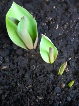 Computer spring bud enter growth interest shrub Stock Photos
