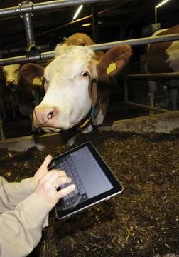 Computer use and digitalization in dairy farming Stock Photos