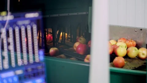 Computerized Equipment in a factory for washing, drying and sorting apples. Ripe Video stock 95957331