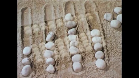 Computers assist in calculations and applied mathematics in 1961 and comes from Stock Footage 84724476