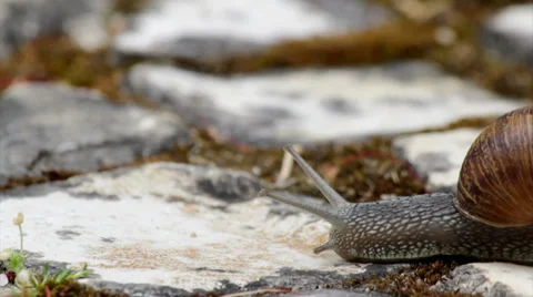 Comum Garden Snail crawling D1-55s Stock Footage 39063065