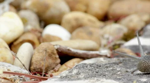 Comum Garden Snail crawling H2 Stock Footage 45260782