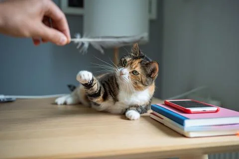 Concentrated cat attempting to catch feather held by owner, playful hunt du.. Stock Photos