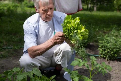 Concentrated elderly gardener crouched down, tenderly examining the leaves of a Stock Photos
