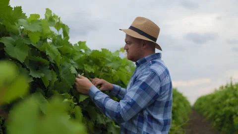 Concentrated guy checking bush leaves under cloudy Stock Footage 249065542