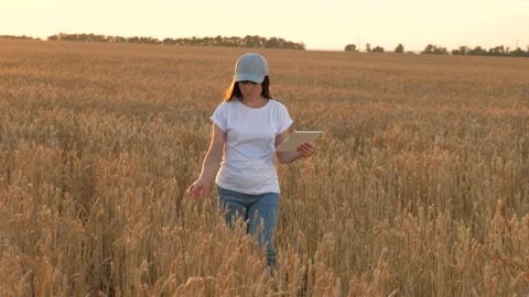 Concentrated lady farmer uses tablet walking across ripe wheat field lit by Stock Footage 246600879
