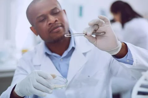 Concentrated skilled bioengineer doing a test with seeds Foto stock