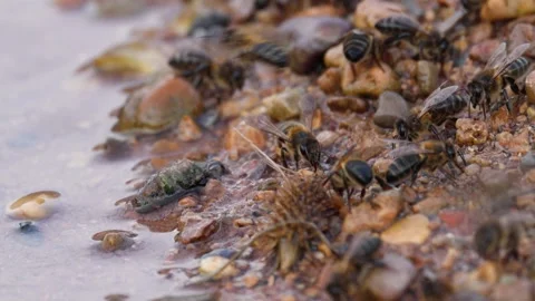 Concentration of Apis mellifera bees collecting water and mineral salts Video stock 328428181