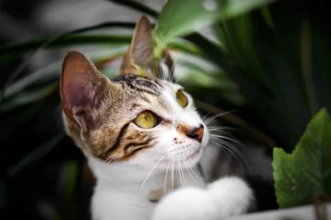 Concentration of a beautiful cat Stock Photos