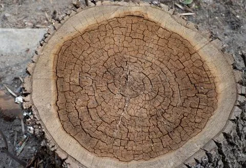 Concentric circles of the structure of the felling old tree Stock Photos