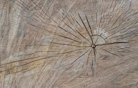Concentric circles of the structure of the felling old tree Stock Photos
