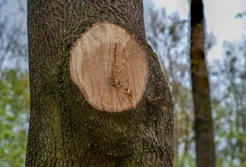 Concentric circles of the structure of the felling old tree Foto stock