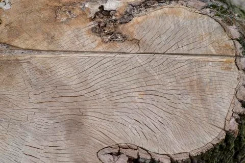 Concentric circles of the structure of the felling old tree Stock Photos