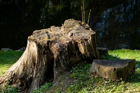 Concentric circles of the structure of the felling old tree Stock Photos
