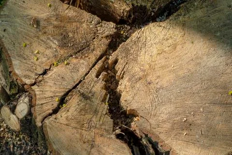 Concentric circles of the structure of the felling old tree Stock Photos