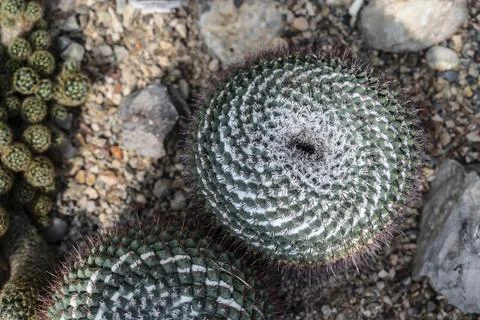 Concentric spiral cactus shape showcasing mathematical geometry suitable for Foto stock
