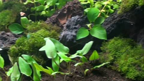 Concept 18-A1 View of Aquascape Video stock 166292325