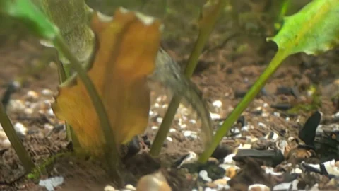 Concept 8-A1 View of Cherry Shrimp in Aquarium Video stock 166289020
