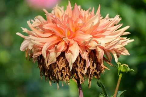Concept of Aging and Illness in Peach Cactus Dahlia. Stock Photos