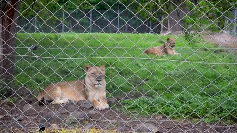 The concept of animal captivity Stock Footage 310805487