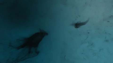 Concept animation featuring two birds wandering through a dark realm Stock Footage 339645574