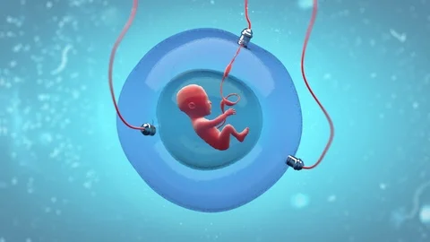 Concept animation of a fetus development... | Stock Video | Pond5