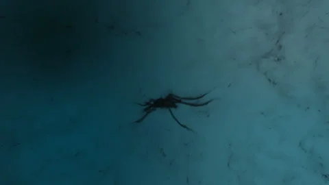 Concept animation of a magic creature in a dark realm or afterlife Stock Footage 340544078