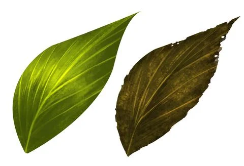 The concept are different of two leafs. Left fame are green leaf look like pe Stock Illustration