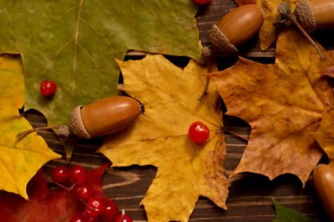 The concept of autumn backgrounds. Dry maple and acorn leaves on a wooden Stock Photos